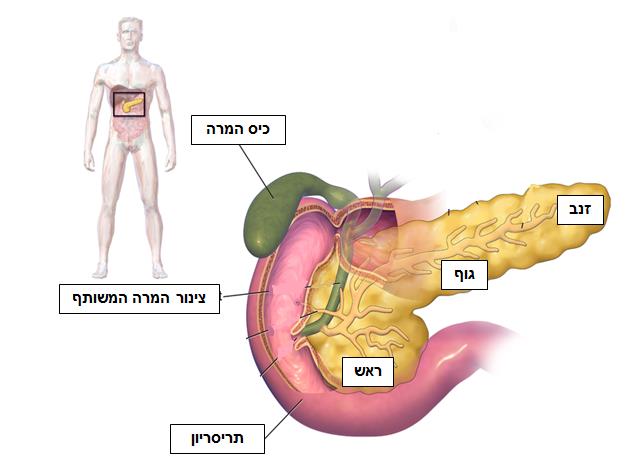 איור הלבלב מפורט על חלקיו ומיקומו בגוף האדם