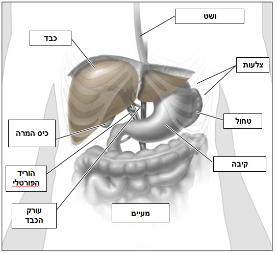 איור הכבד ואיברים סמוכים